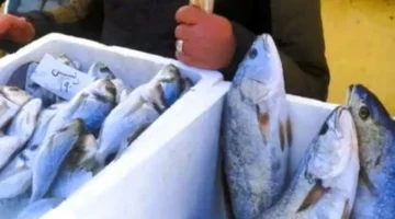 تحرك جديد بالأسواق.. أسعار الأسماك في مطروح تسجل 400 جنيه لكيلو الوقار